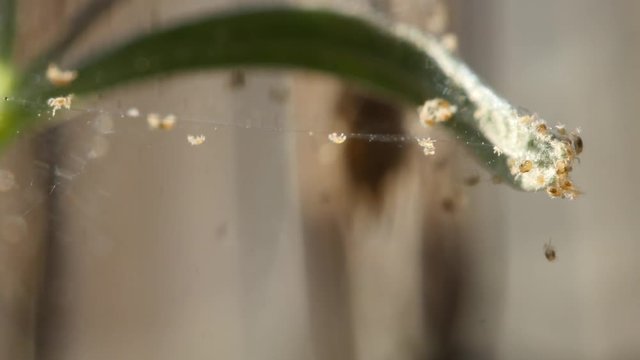 Close up of two-spotted spider mites on lavender