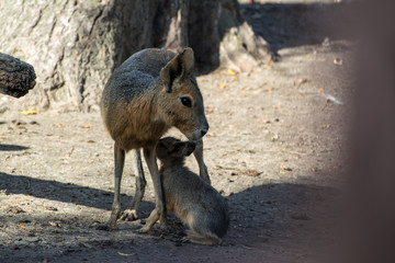 Nursing Jack Rabbit