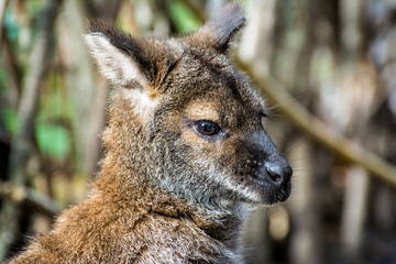 Kangaroo