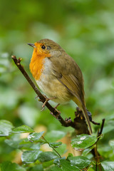 photo of a cute little Robin sitting on a branch