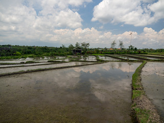 Green rice fields on Bali island. November, 2017