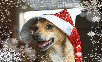 Cute small dog with a christmas hat and decoration indoor