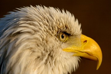 Obraz premium Close up of a American bald eagle