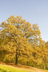 Fototapeta na wymiar autumn landscape, colorful leaves on sky background