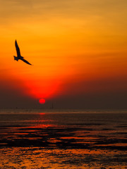 Silhouette picture, seagulls with sunset in evening