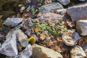 autumn landscape, colorful leaves on sky background
