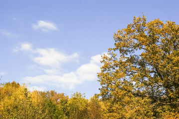 autumn landscape, colorful leaves on sky background