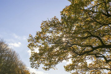 autumn landscape, colorful leaves on sky background