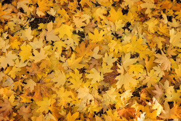 maple leaves on a ground autumn background