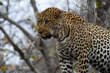 Male leopard in a tree in South Africa