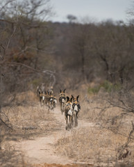 African Wild Dog pack in South Africa