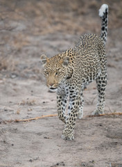 Female leopard walking in South Africa