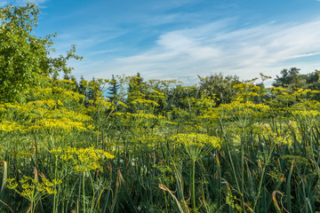 summer rural landscape. A lawn with a vegetable garden near a country house. stalks of dill in the foreground