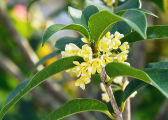 Obraz premium Group of Sweet osmanthus flowers blossom close up