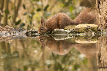 Squirrel, Red Squirrel