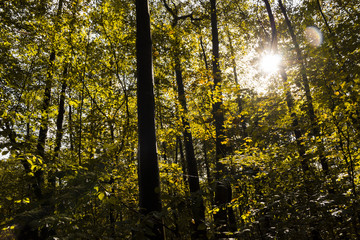 Herbst im Wald bei sonnigem Wetter