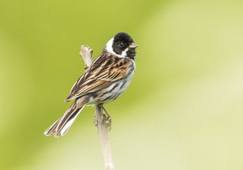 reed bunting, bird