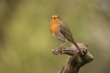 Robin