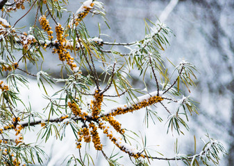 ripe sea-buckthorn berries covered with the first snow