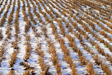 A farm, Rice that has snowy rice fields and harvest is finished