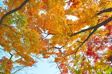 用作公園の紅葉