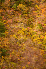 Fototapeta premium 渓谷の風景、晩秋の山。