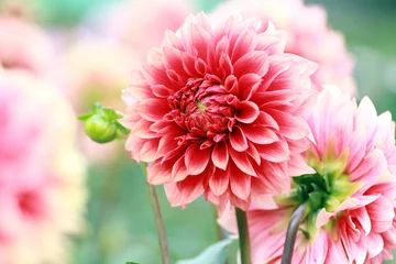 Deurstickers roze dahlia © cocone0304