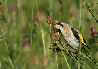 Chardonneret élégant dans les fleurs d'Automnes!