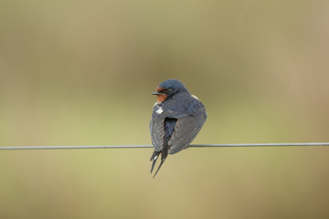 Swallow