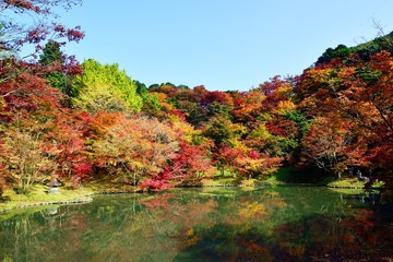 Obraz premium 用作公園の紅葉