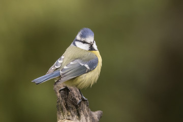 Tomtit