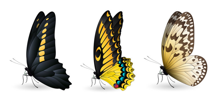 Set of colorful realistic butterflies