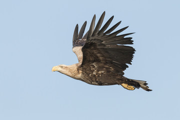White Tail Eagle