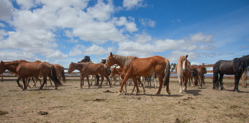 Fototapeta na wymiar A herd of horses