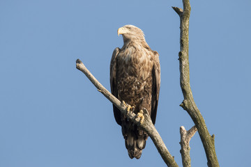 White Tail Eagle
