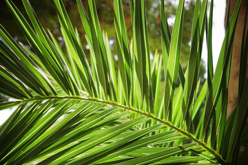Obraz na płótnie Canvas Green leaf of a palm tree close up