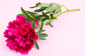 Red peony flower with leaves on stem