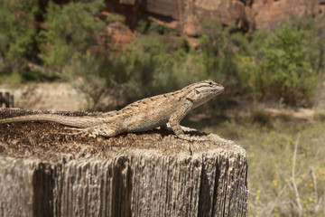Zion National Park