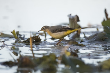 Wagtail Yellow