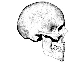 illustration of a skull isolated background 