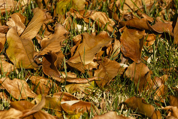Abstract image with brown leaves in green grass