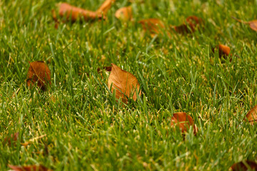 Abstract image with brown leaves in green grass