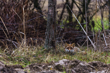 Naklejka na ściany i meble male fox in the natural environment
