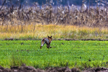 male fox in the natural environment