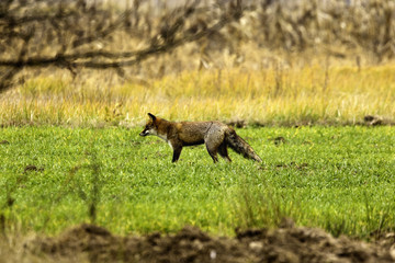 male fox in the natural environment