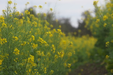 秋に咲いた菜の花の畑