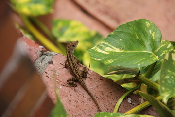 Backyard Lizard