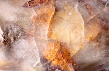 frozen leaves