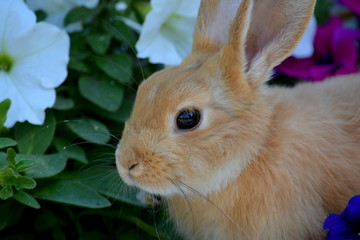 rabbit, animal, bunny, pet, cute