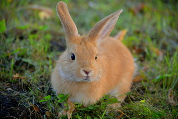 rabbit, animal, bunny, cute, pet, nature